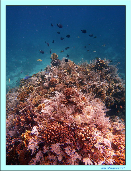 Siquijor - Snorkeling